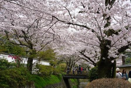 Cerezos en flor en Japón